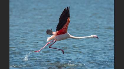 Flamingo » Greater Flamingo » Phoenicopterus roseus