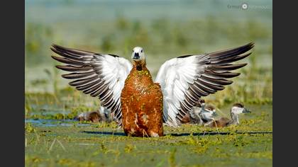 Angıt » Ruddy Shelduck » Tadorna ferruginea