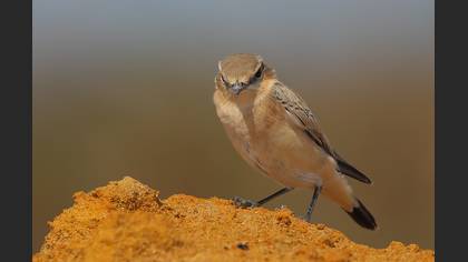 Kuyrukkakan » Northern Wheatear » Oenanthe oenanthe