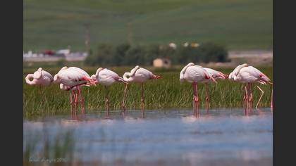 Flamingo