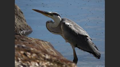 Gri balıkçıl » Grey Heron » Ardea cinerea