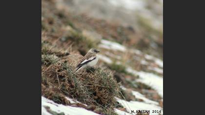Kar serçesi » White-winged Snowfinch » Montifringilla nivalis
