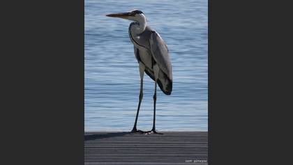 Gri balıkçıl » Grey Heron » Ardea cinerea