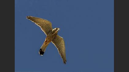 Küçük kerkenez » Lesser Kestrel » Falco naumanni