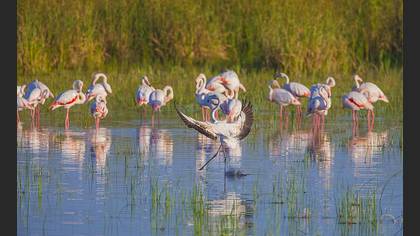 Flamingo