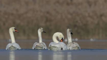 Kuğu » Mute Swan » Cygnus olor