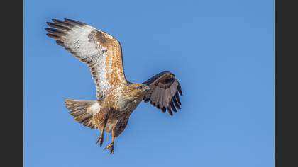 Kızıl şahin » Long-legged Buzzard » Buteo rufinus