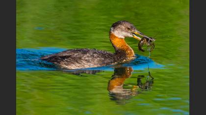 Kızılboyunlu batağan » Red-necked Grebe » Podiceps grisegena