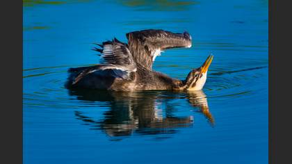 Kızılboyunlu batağan » Red-necked Grebe » Podiceps grisegena
