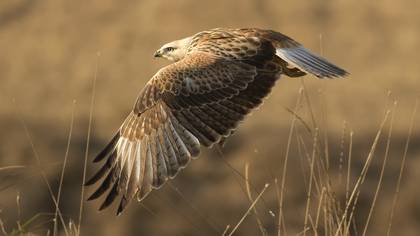 Kızıl şahin » Long-legged Buzzard » Buteo rufinus