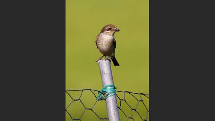 Kızılsırtlı örümcekkuşu » Red-backed Shrike » Lanius collurio