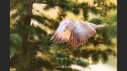 Kumru » Eurasian Collared Dove » Streptopelia decaocto