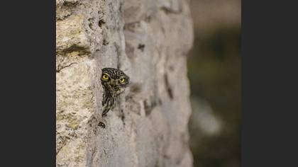 Kukumav » Little Owl » Athene noctua