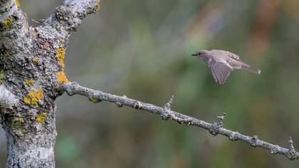 Benekli sinekkapan » Spotted Flycatcher » Muscicapa striata