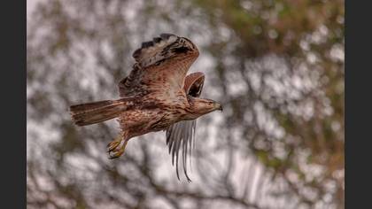 Kızıl şahin » Long-legged Buzzard » Buteo rufinus