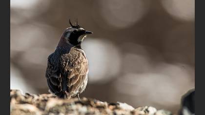 Kulaklı toygar