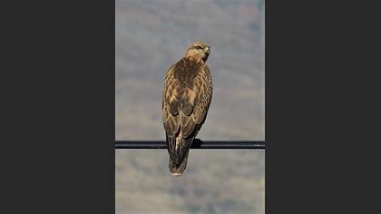 Kızıl şahin » Long-legged Buzzard » Buteo rufinus