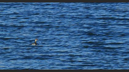 Karaboyunlu batağan » Black-necked Grebe » Podiceps nigricollis