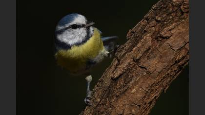 Mavi baştankara » Eurasian Blue Tit » Cyanistes caeruleus