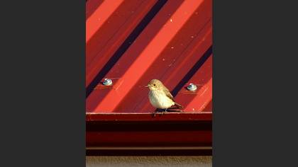Benekli sinekkapan » Spotted Flycatcher » Muscicapa striata