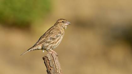 Kaya serçesi » Rock Sparrow » Petronia petronia