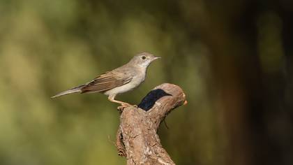 Akgerdanlı ötleğen » Common Whitethroat » Sylvia communis