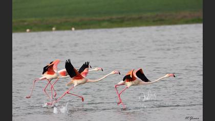 Flamingo