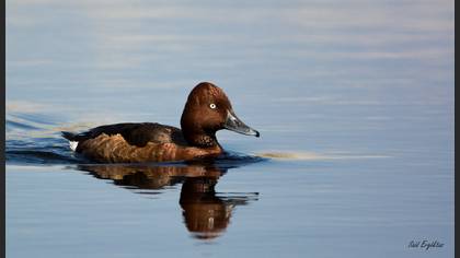 Pasbaş patka » Ferruginous Duck » Aythya nyroca
