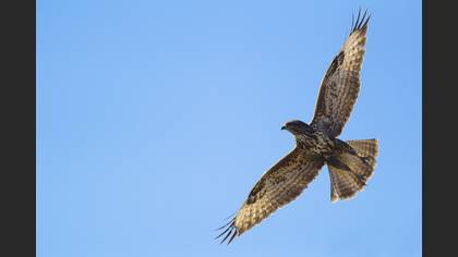 Şahin