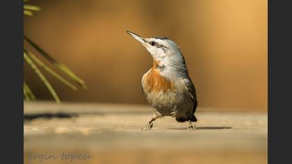 Anadolu sıvacısı » Krüper`s Nuthatch » Sitta krueperi