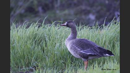 Sakarca