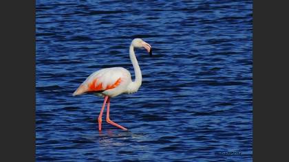 Flamingo