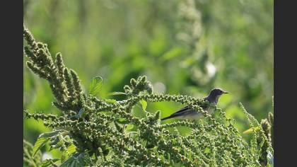 Sarı kuyruksallayan » Western Yellow Wagtail » Motacilla flava