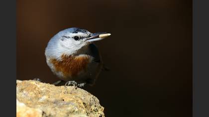 Anadolu sıvacısı » Krüper`s Nuthatch » Sitta krueperi