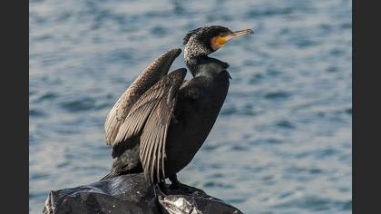Karabatak » Great Cormorant » Phalacrocorax carbo