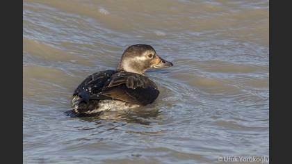 Telkuyruk » Long-tailed Duck » Clangula hyemalis