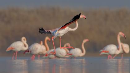 Flamingo » Greater Flamingo » Phoenicopterus roseus