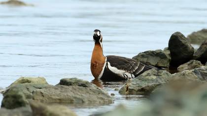 Sibirya kazı » Red-breasted Goose » Branta ruficollis