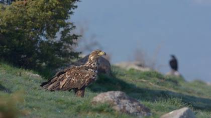 Akkuyruklu kartal » White-tailed Eagle » Haliaeetus albicilla