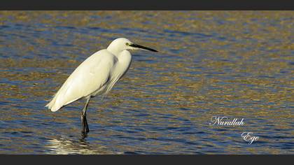 Küçük ak balıkçıl » Little Egret » Egretta garzetta