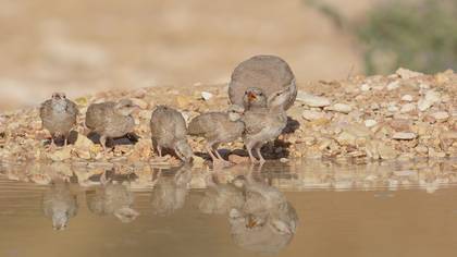 Kum kekliği » See-see Partridge » Ammoperdix griseogularis