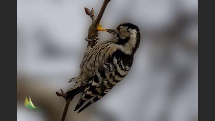 Küçük ağaçkakan » Lesser Spotted Woodpecker » Dryobates minor