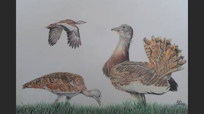Toy » Great Bustard » Otis tarda