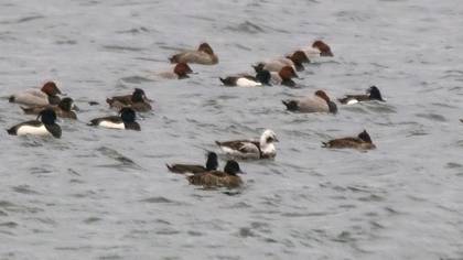 Telkuyruk » Long-tailed Duck » Clangula hyemalis