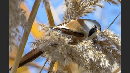 Bıyıklı baştankara