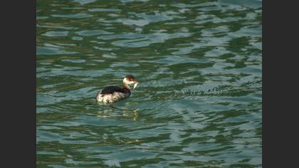 Karaboyunlu batağan