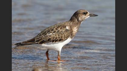 Taşçeviren » Ruddy Turnstone » Arenaria interpres