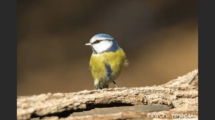 Mavi baştankara » Eurasian Blue Tit » Cyanistes caeruleus