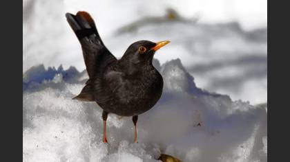 Karatavuk