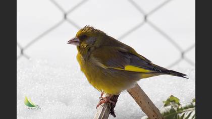 Florya » European Greenfinch » Chloris chloris